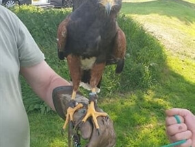 Customer Photo of 3 Hour Falconry Experience Offer